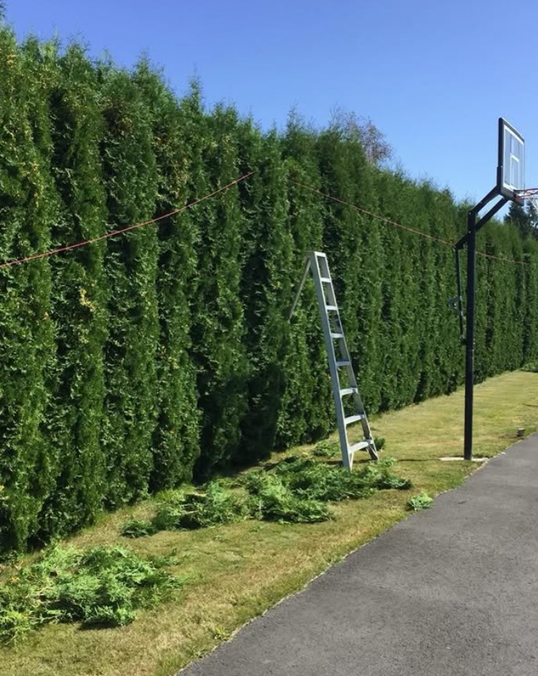 Green Landscape Management Image