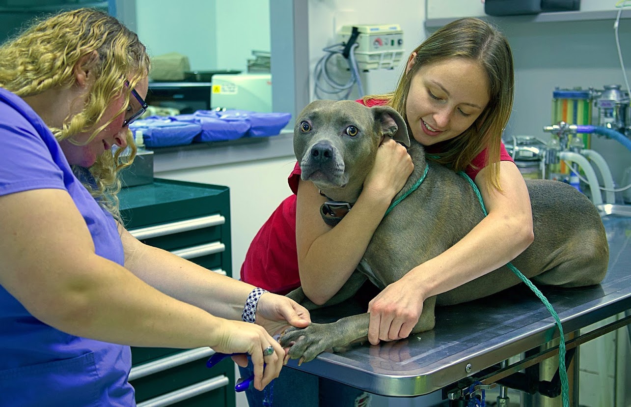 Shenandoah Animal Hospital, Inc. - Shenandoah, IA