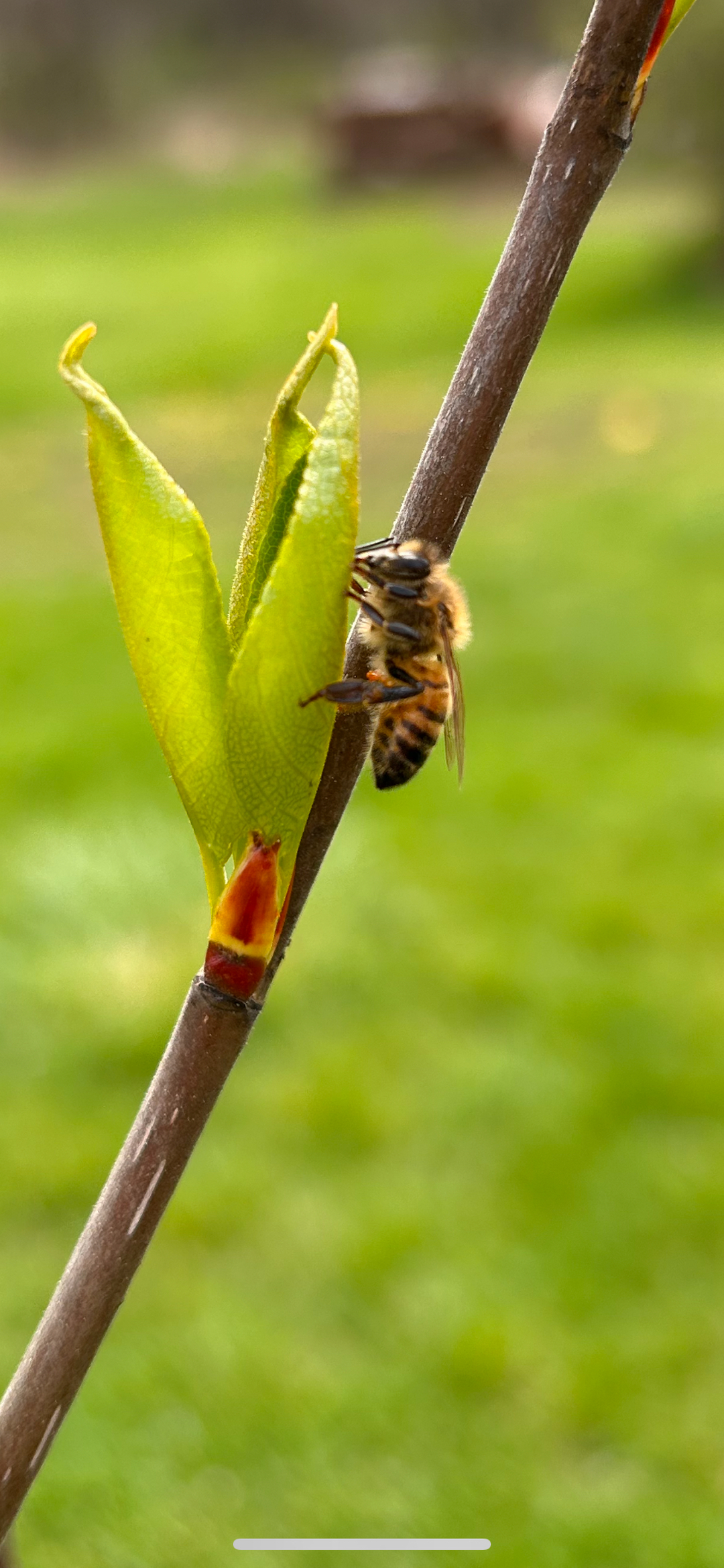 Campisi Property Service Image