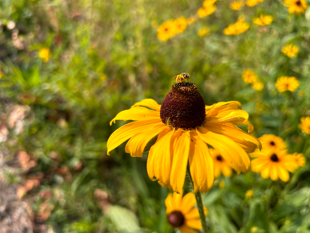 Campisi Property Service Image