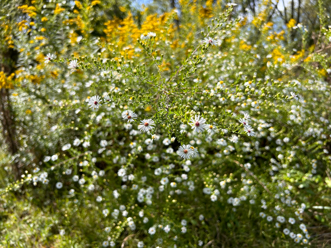 Campisi Property Service Image