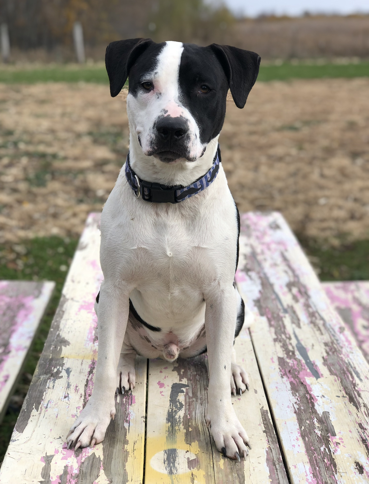 Wilson's Dog Training Image