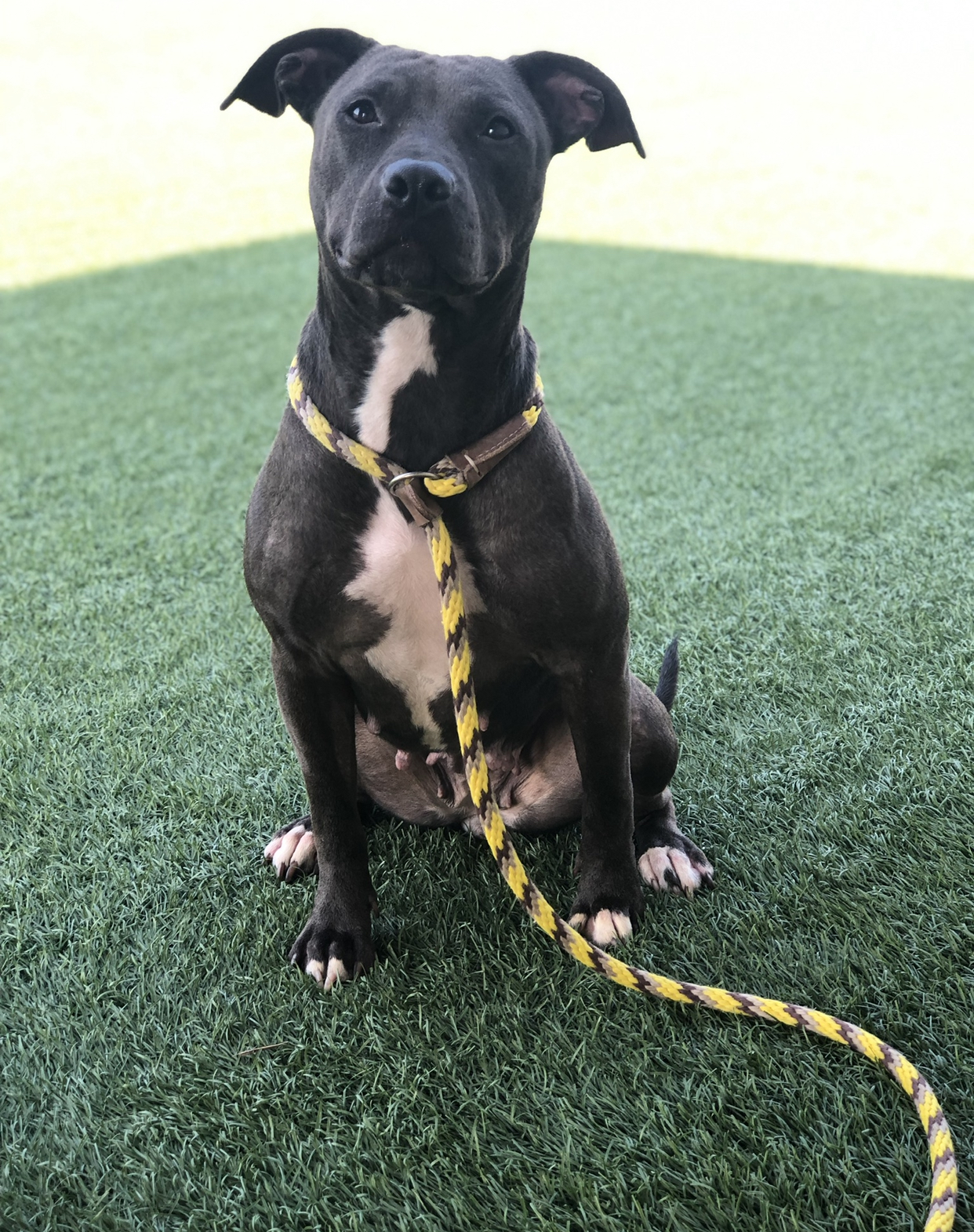 Wilson's Dog Training Image