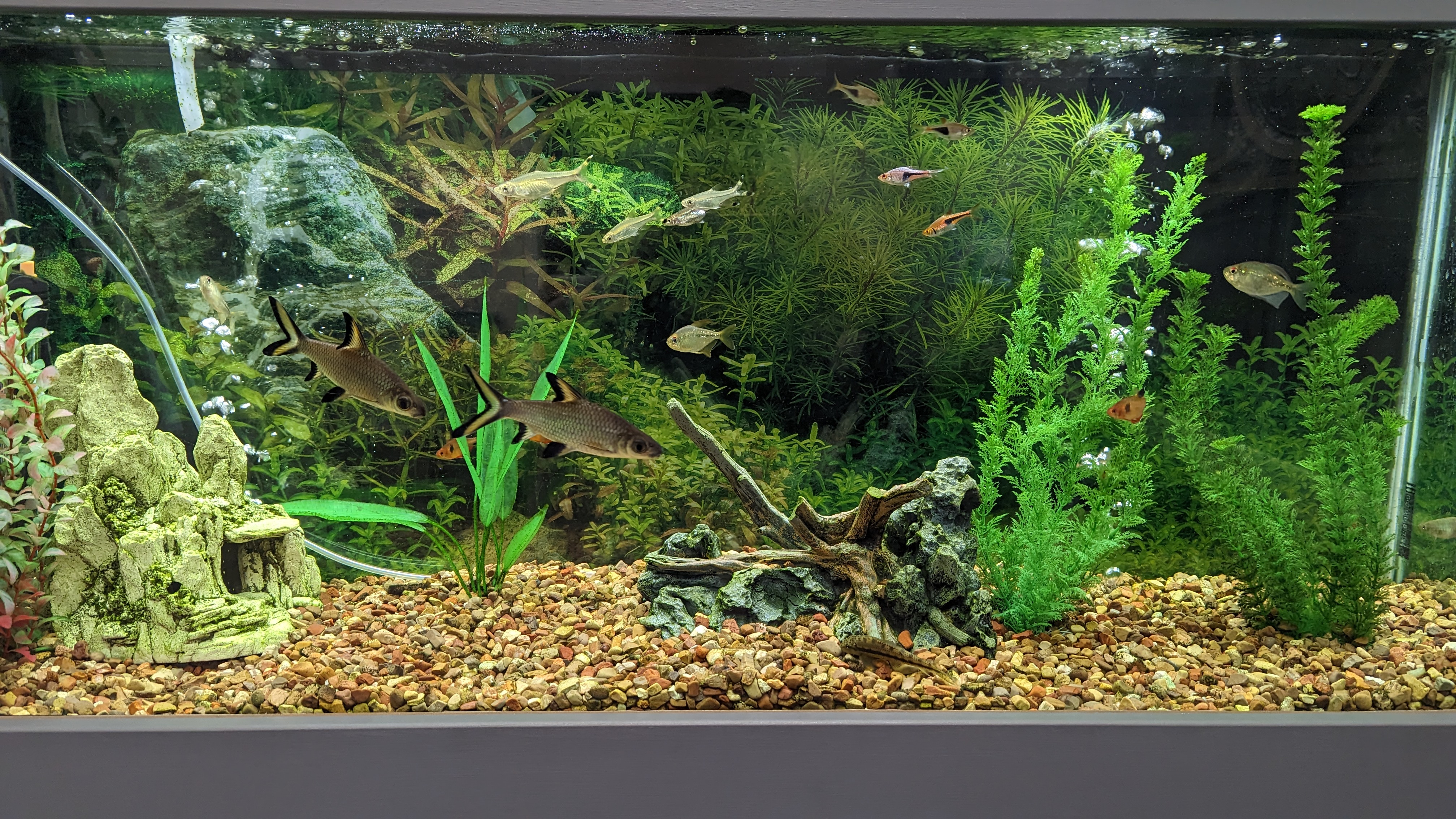 Wolter Advanced Dental Care Image