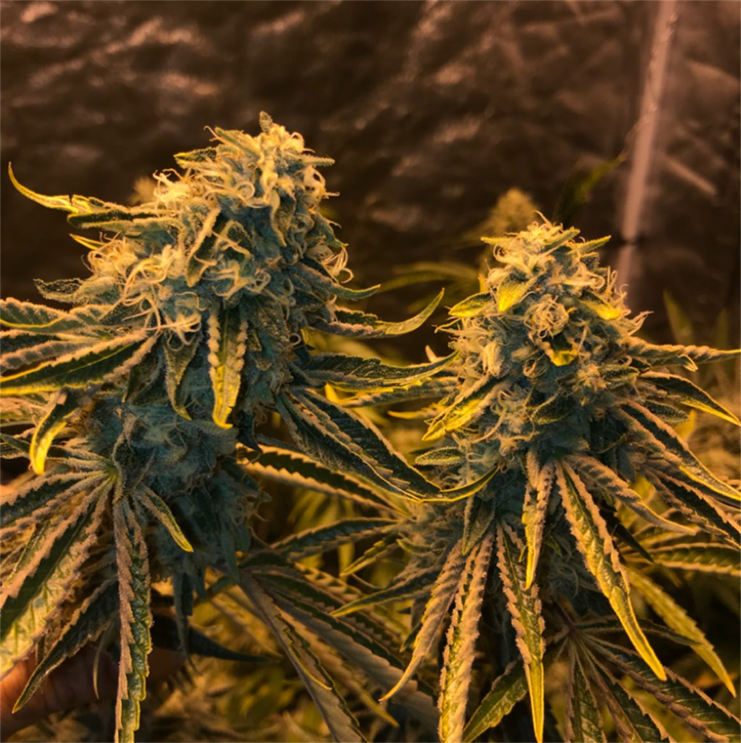 Highway420DC Dispensary Pickup & Delivery Image