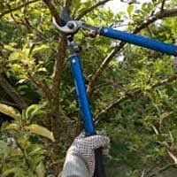 Champion Tree Service - Patterson, NY