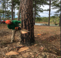 5 Star Tree Service - North Augusta, SC