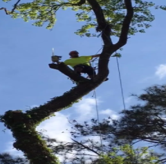 5 Star Tree Service - North Augusta, SC