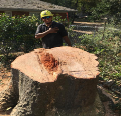 5 Star Tree Service - North Augusta, SC