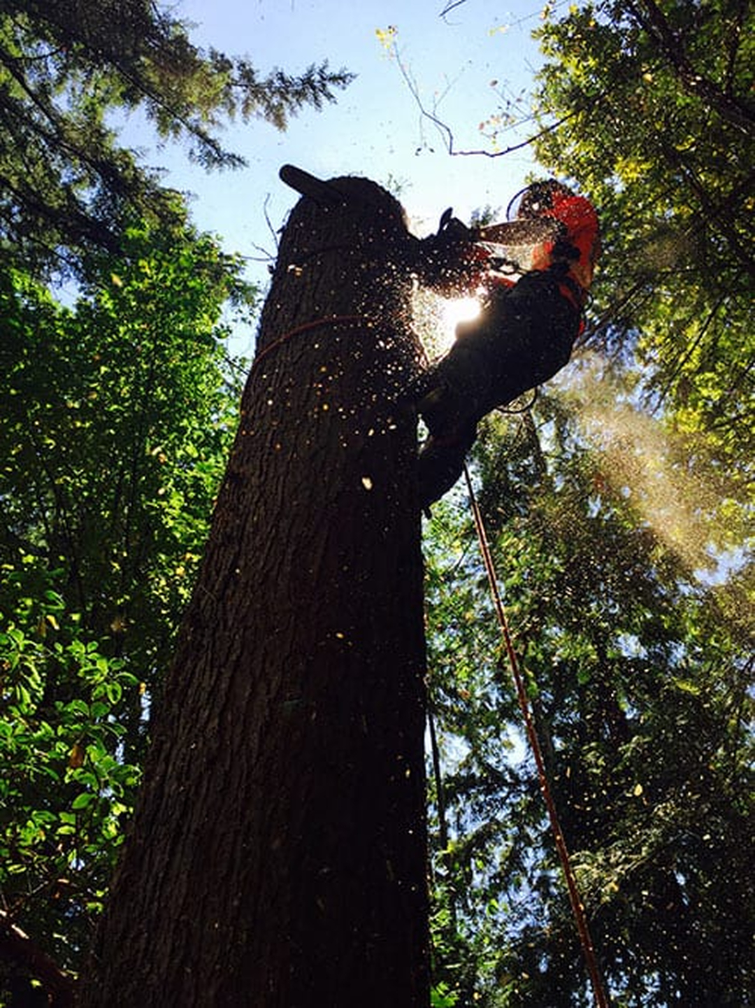 Scotts Tree Experts - Columbus, OH