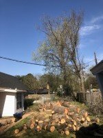 E&A Professional Tree Service - Lufkin, TX