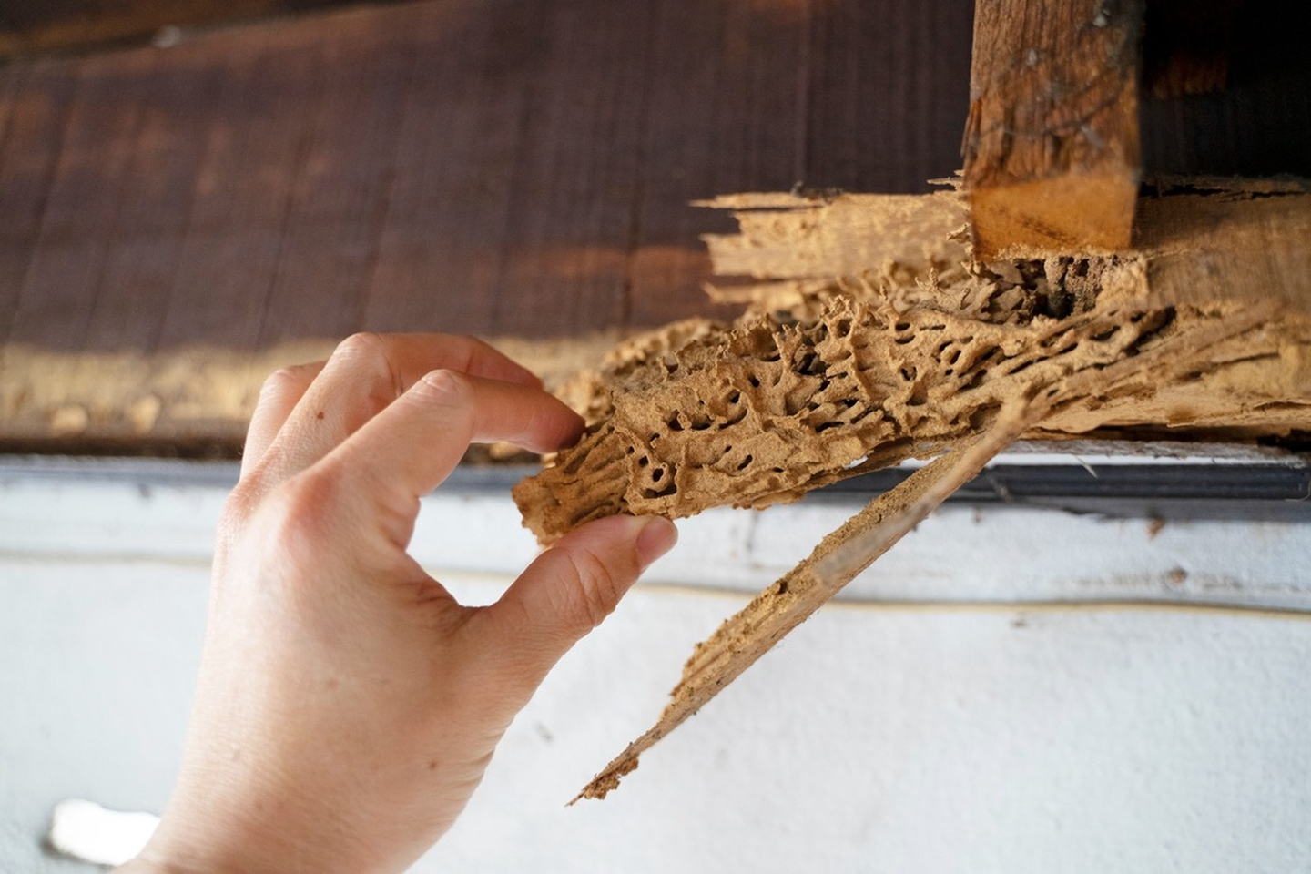 Eagle Pest Solutions - Saint Augustine, FL