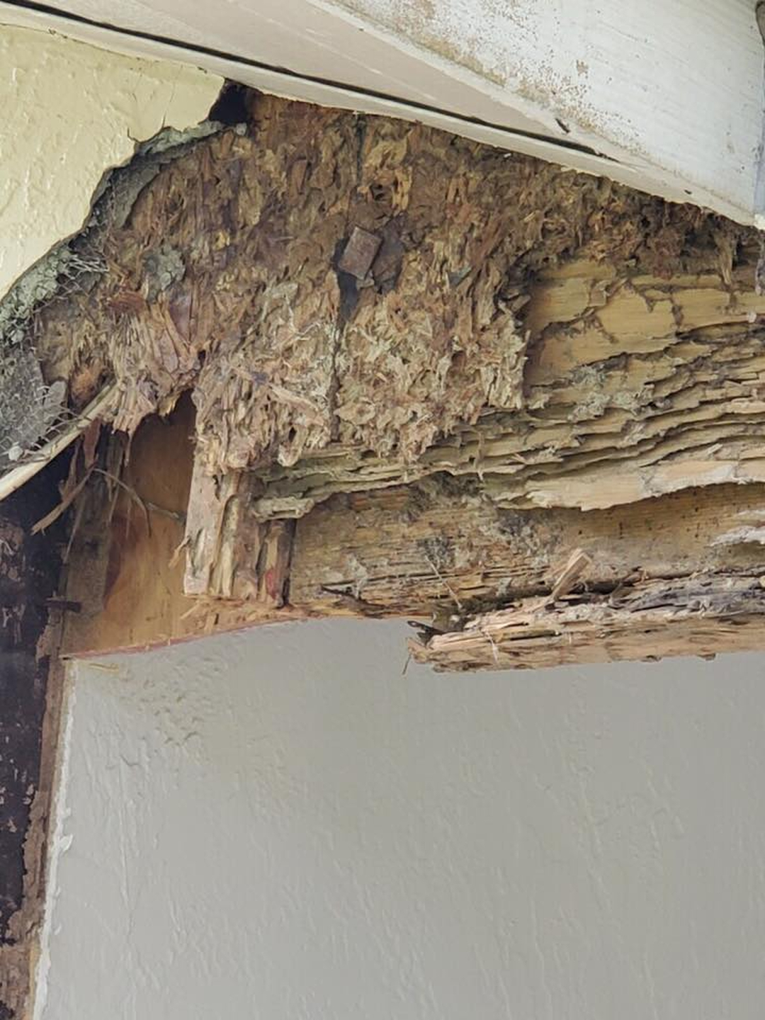 Eagle Pest Solutions - Saint Augustine, FL