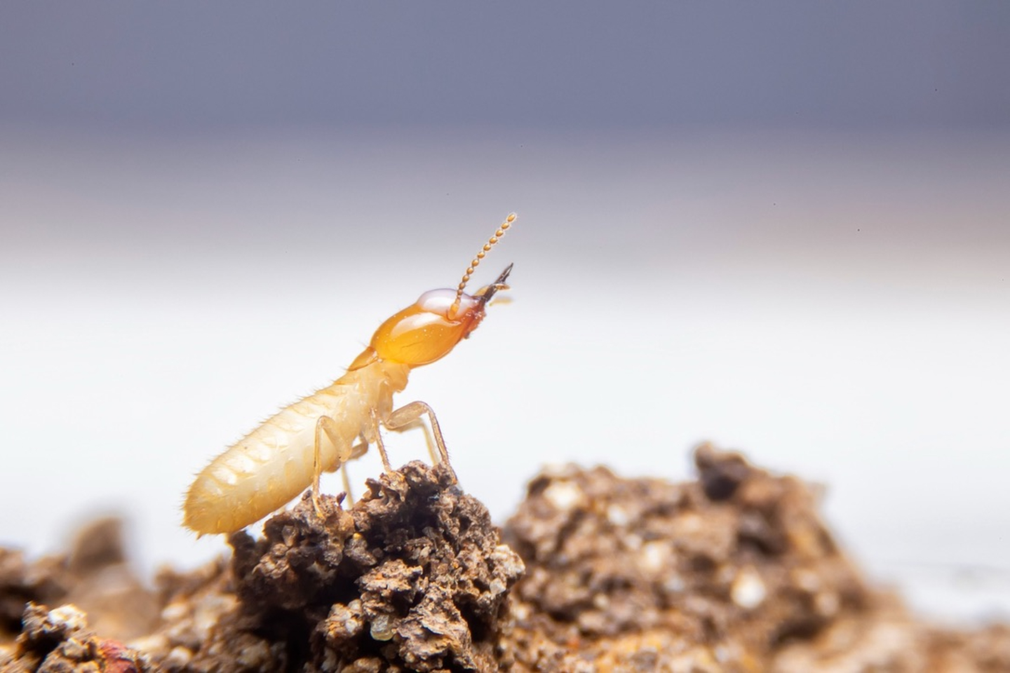 Eagle Pest Solutions - Saint Augustine, FL