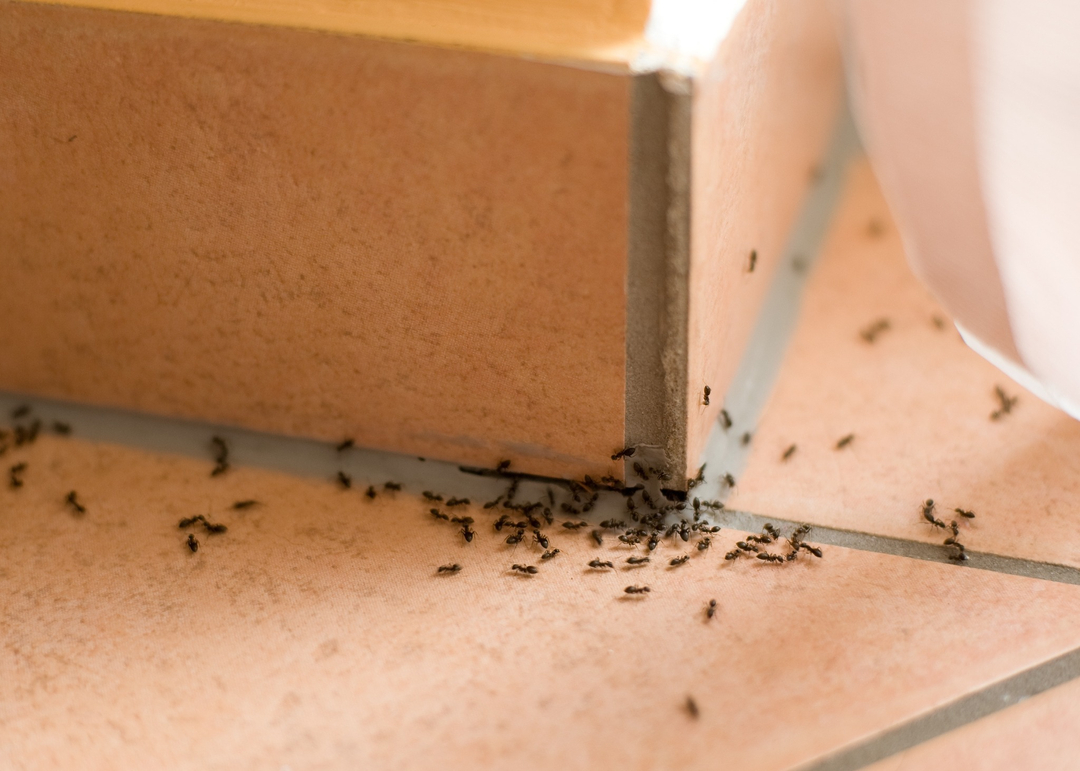 Eagle Pest Solutions - Saint Augustine, FL