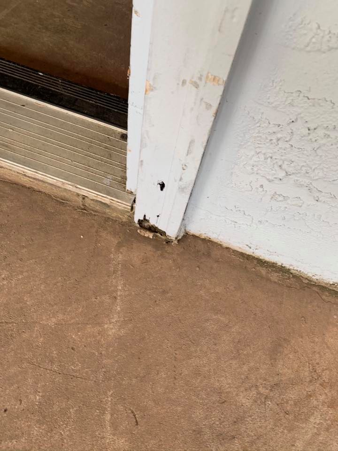 Eagle Pest Solutions - Saint Augustine, FL