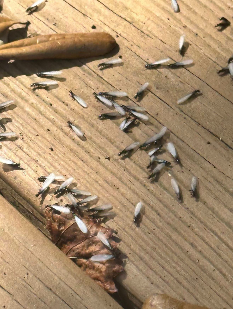Eagle Pest Solutions - Saint Augustine, FL