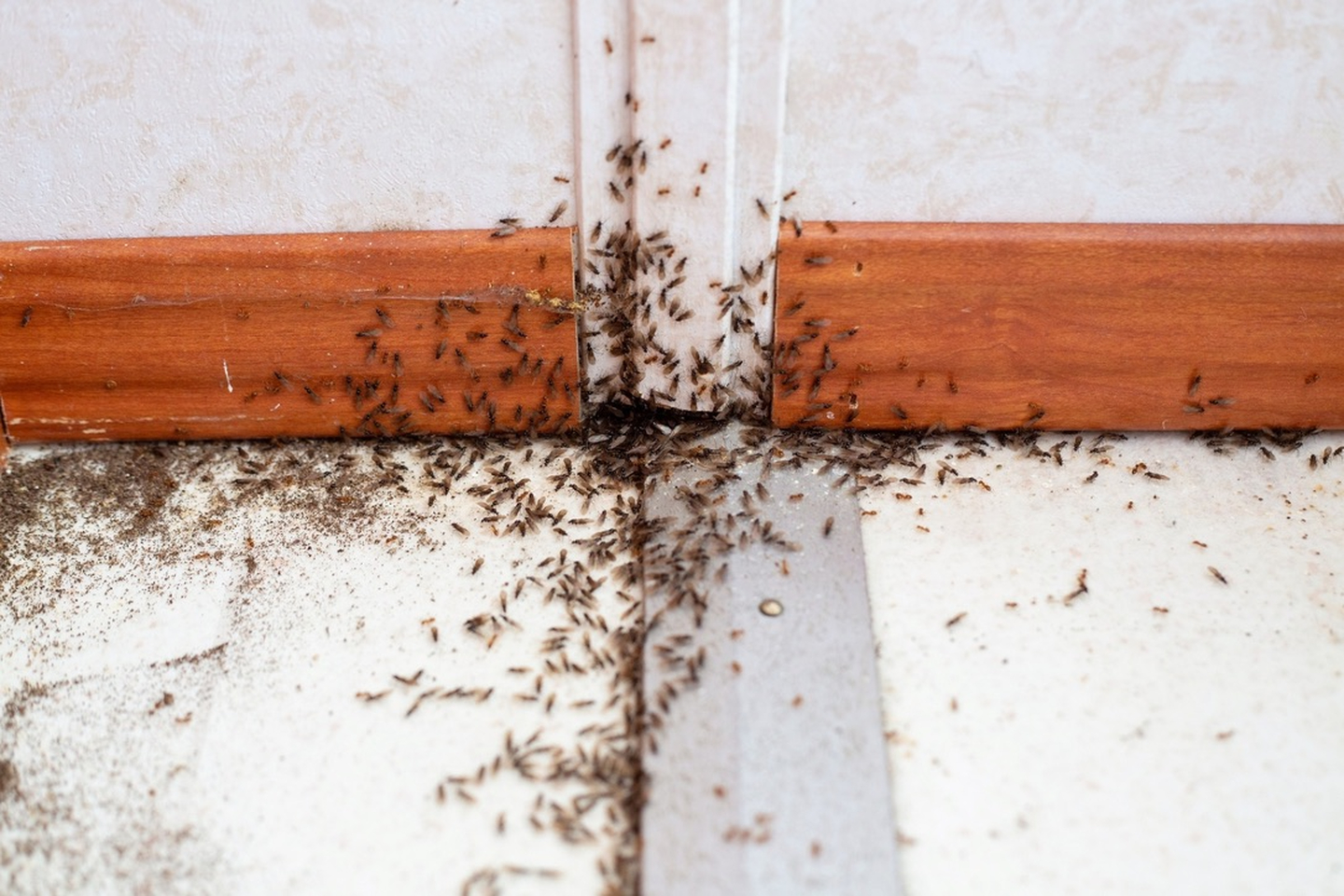 Eagle Pest Solutions - Saint Augustine, FL