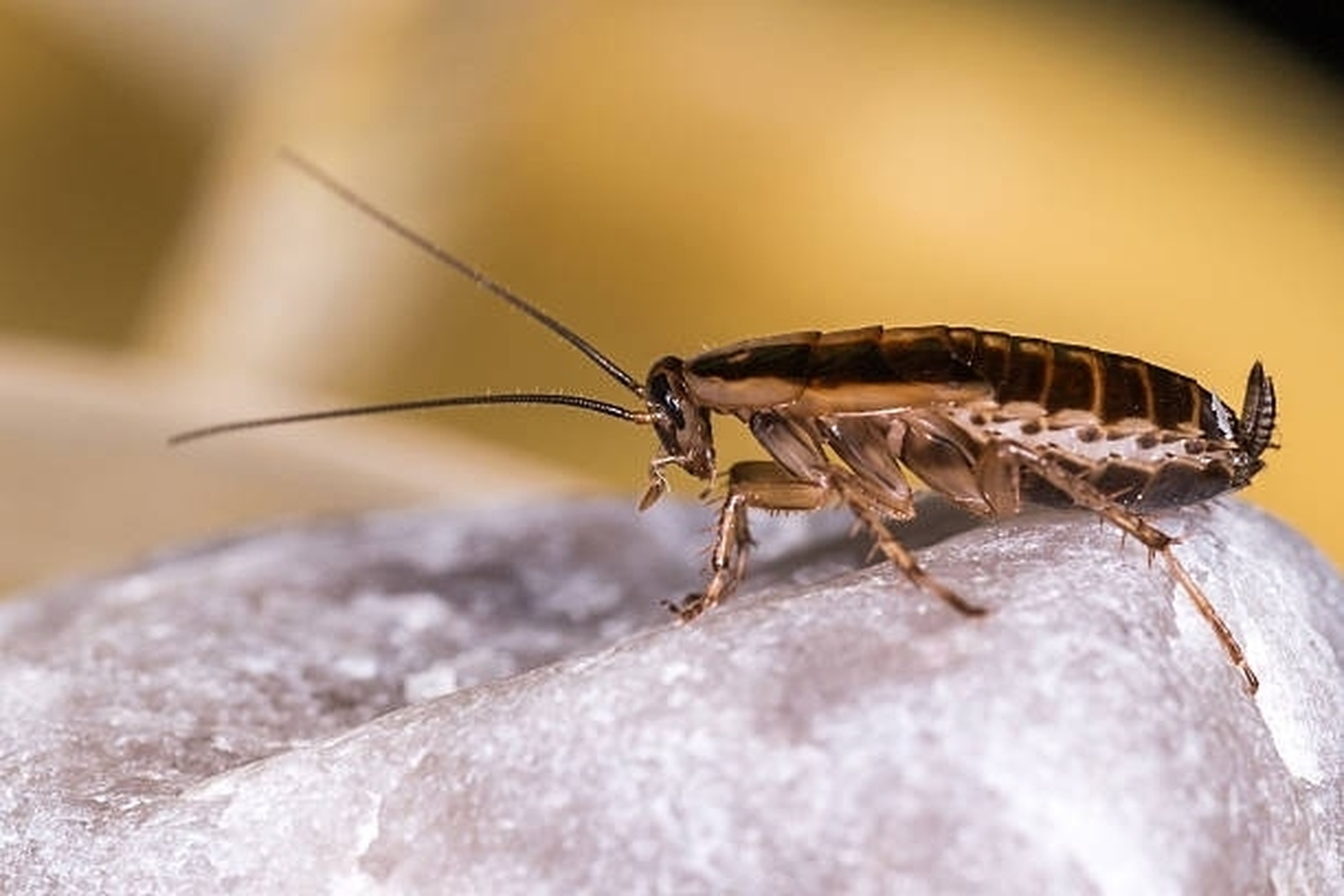 Eagle Pest Solutions - Saint Augustine, FL