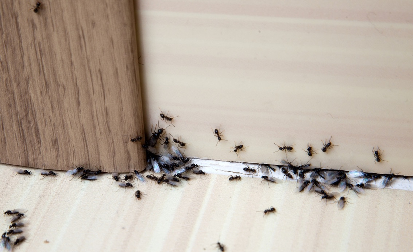Eagle Pest Solutions - Saint Augustine, FL