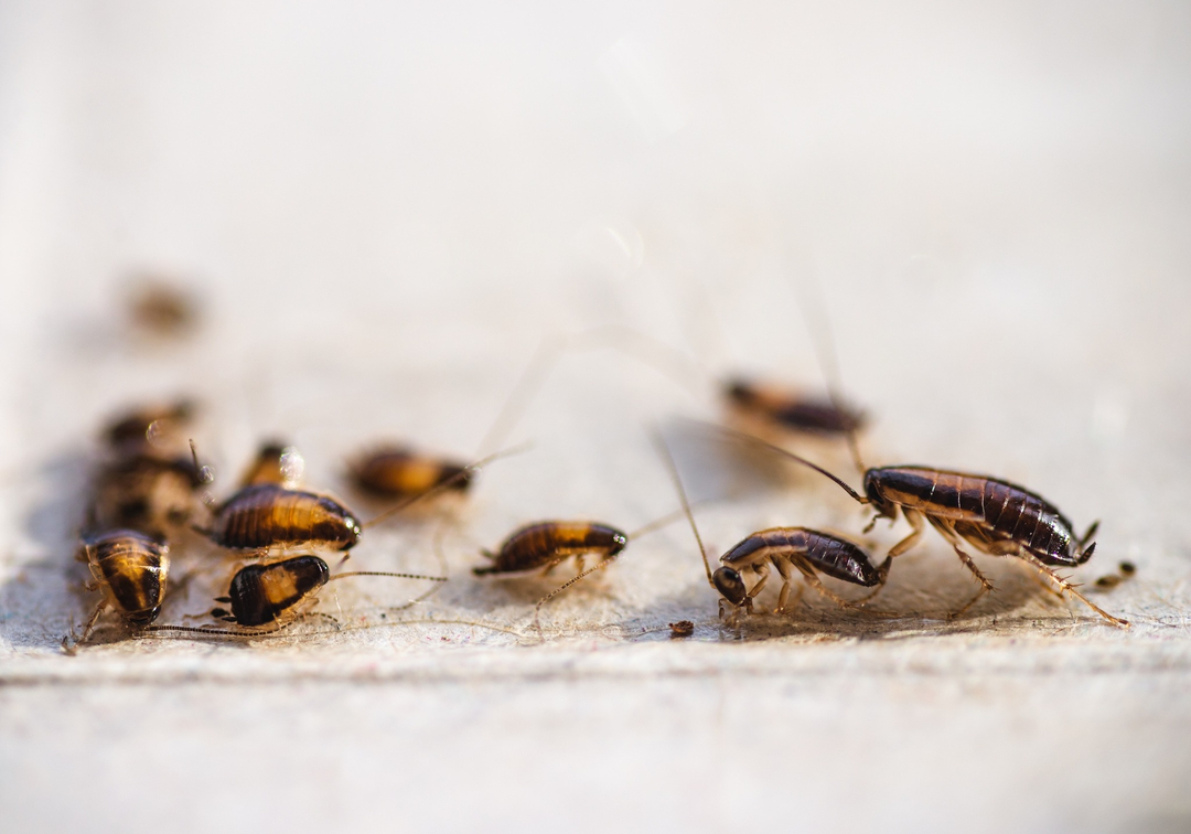 Eagle Pest Solutions - Saint Augustine, FL
