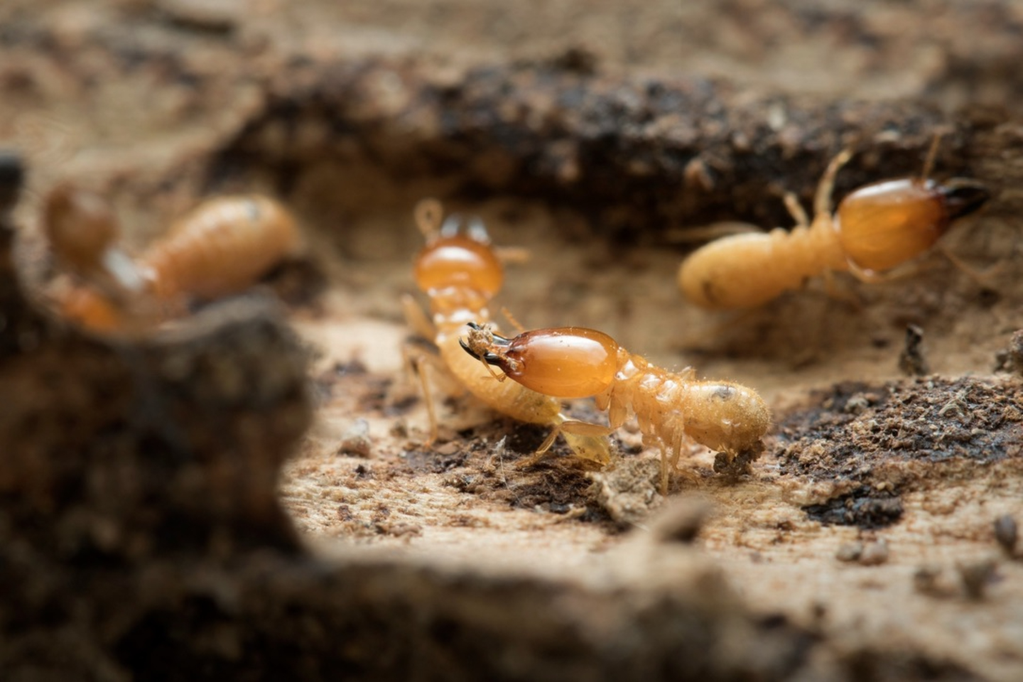 Eagle Pest Solutions - Saint Augustine, FL