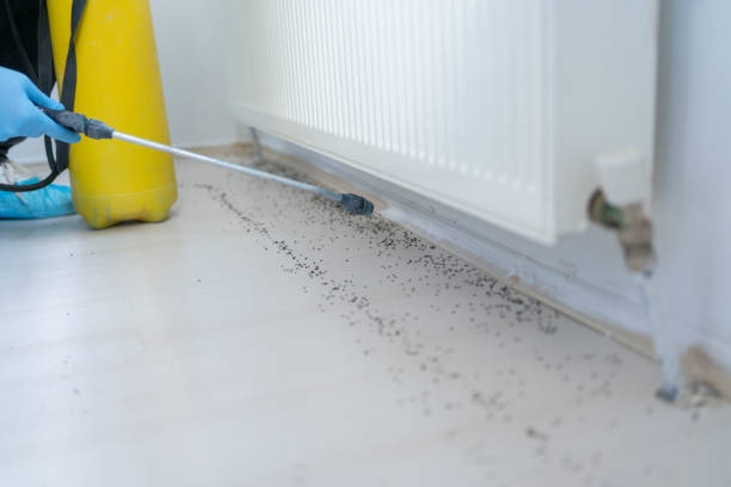 Eagle Pest Solutions - Saint Augustine, FL