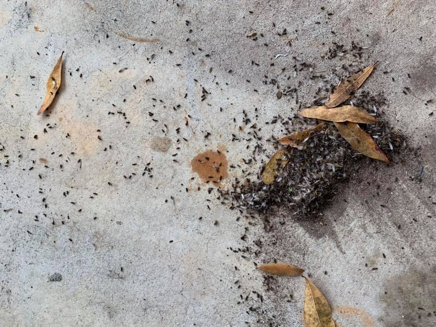 Eagle Pest Solutions - Saint Augustine, FL