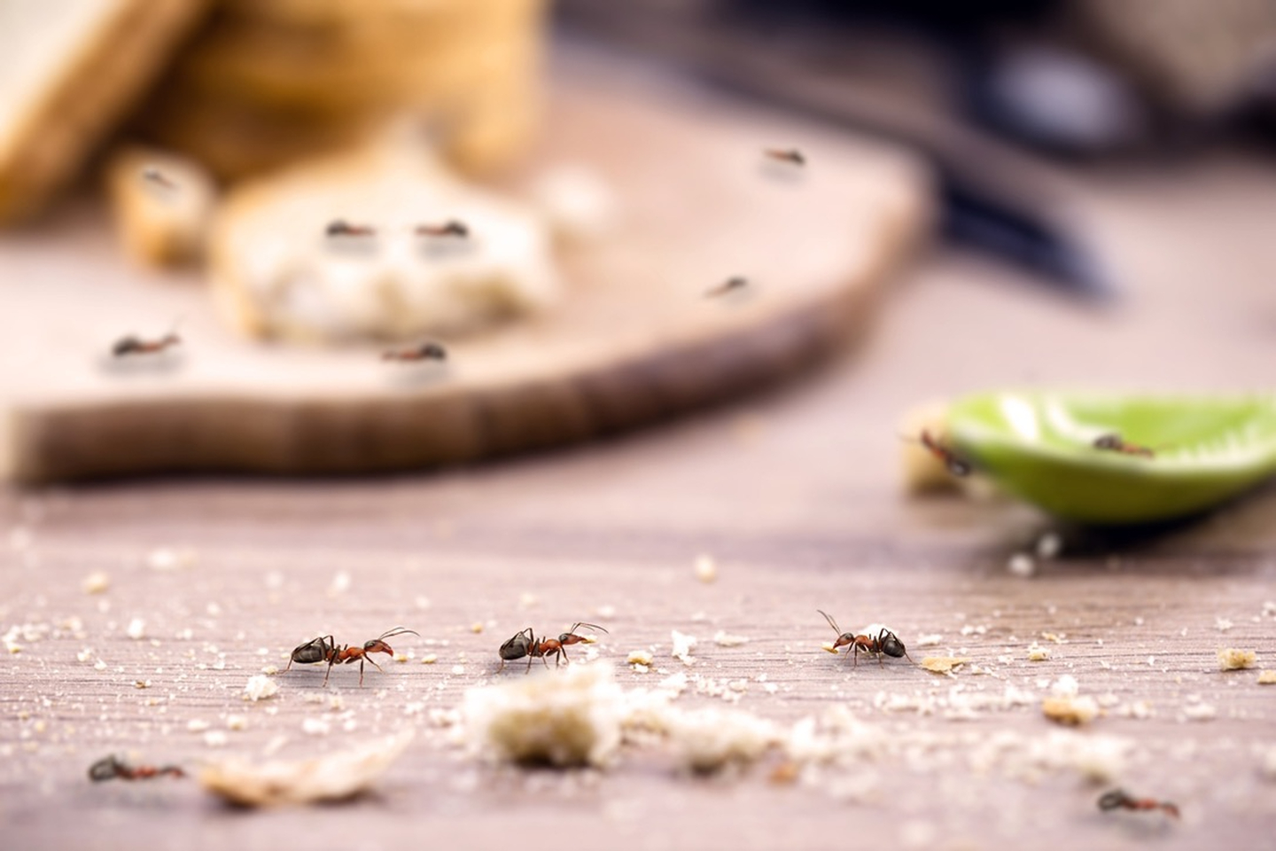 Eagle Pest Solutions - Saint Augustine, FL