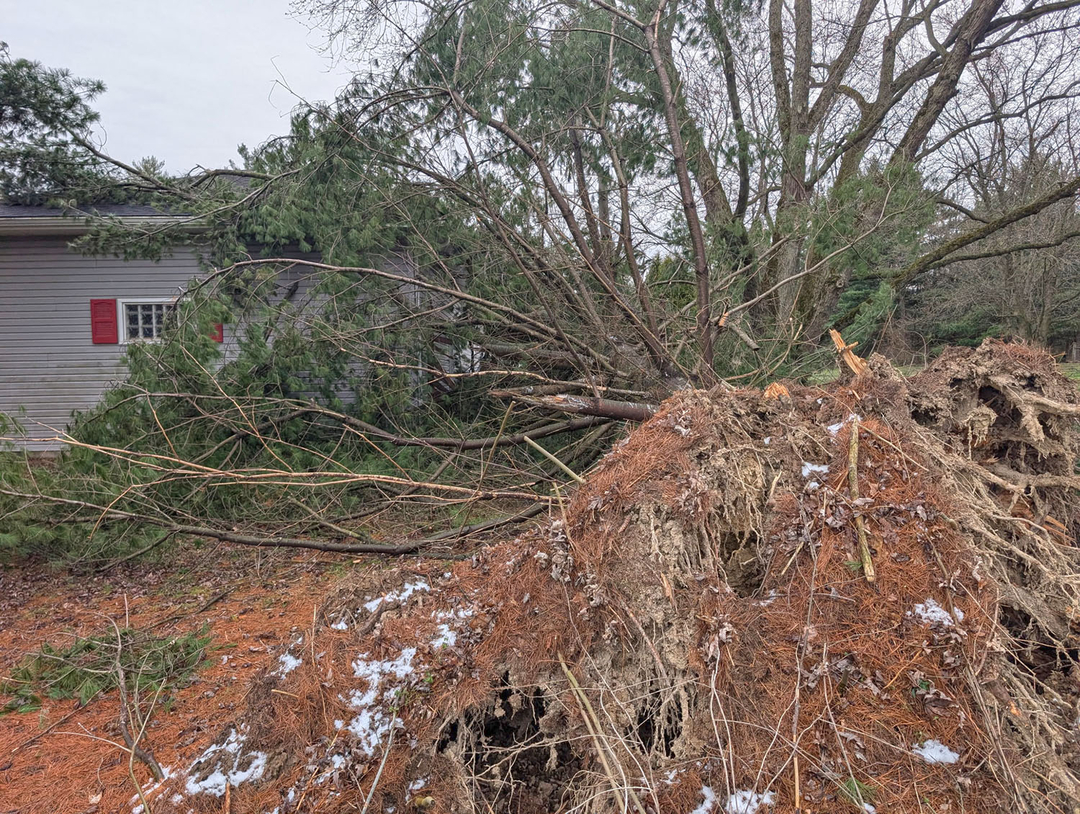 Stitt's Tree Service - Mansfield, OH