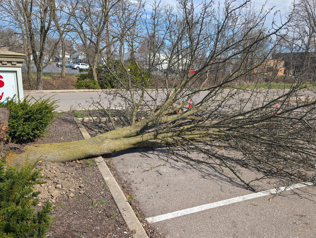 Stitt's Tree Service - Mansfield, OH