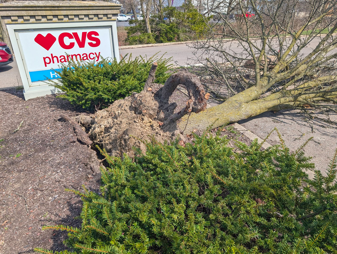 Stitt's Tree Service - Mansfield, OH