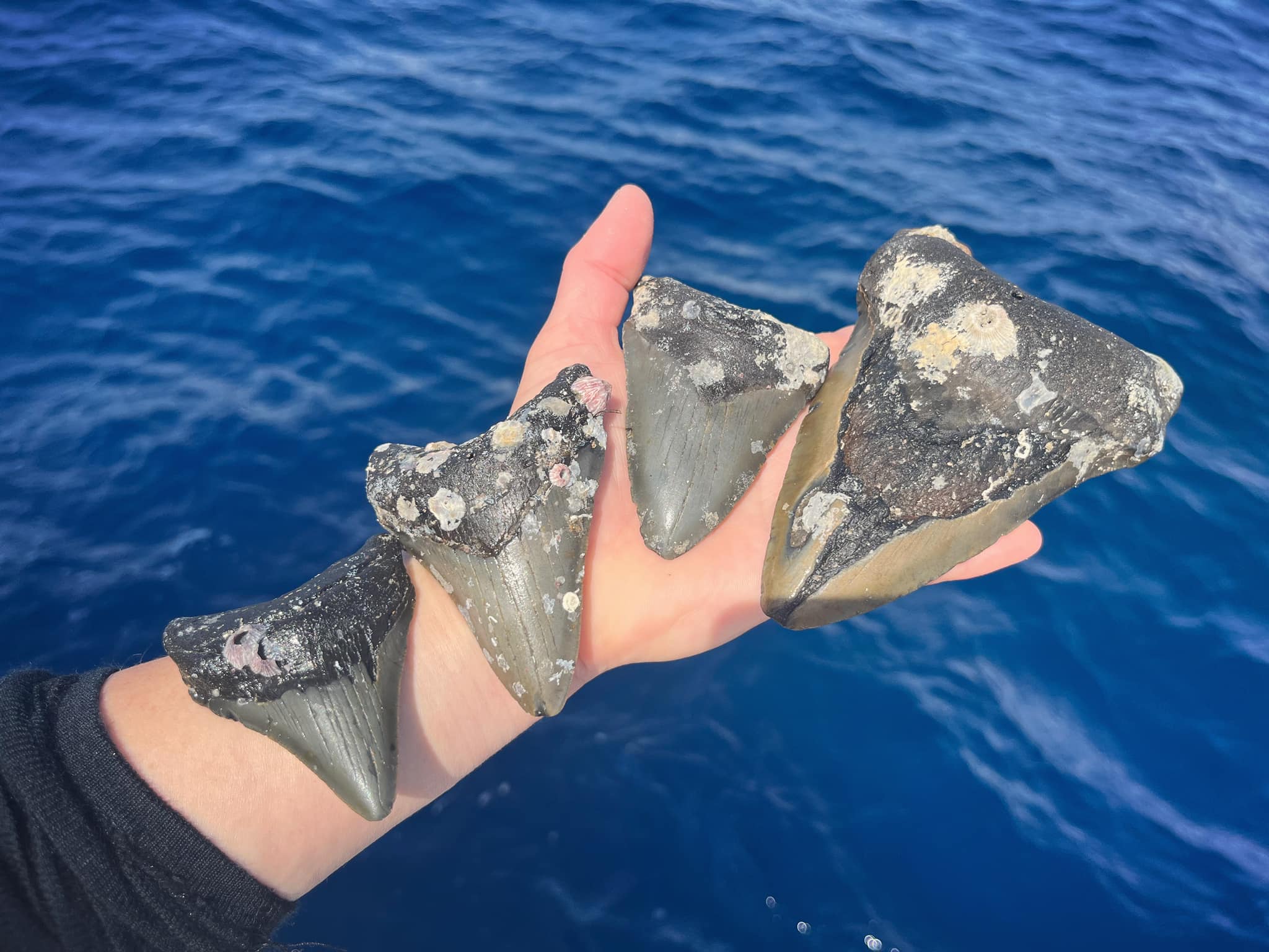 Megalodon Tooth Huntress Image