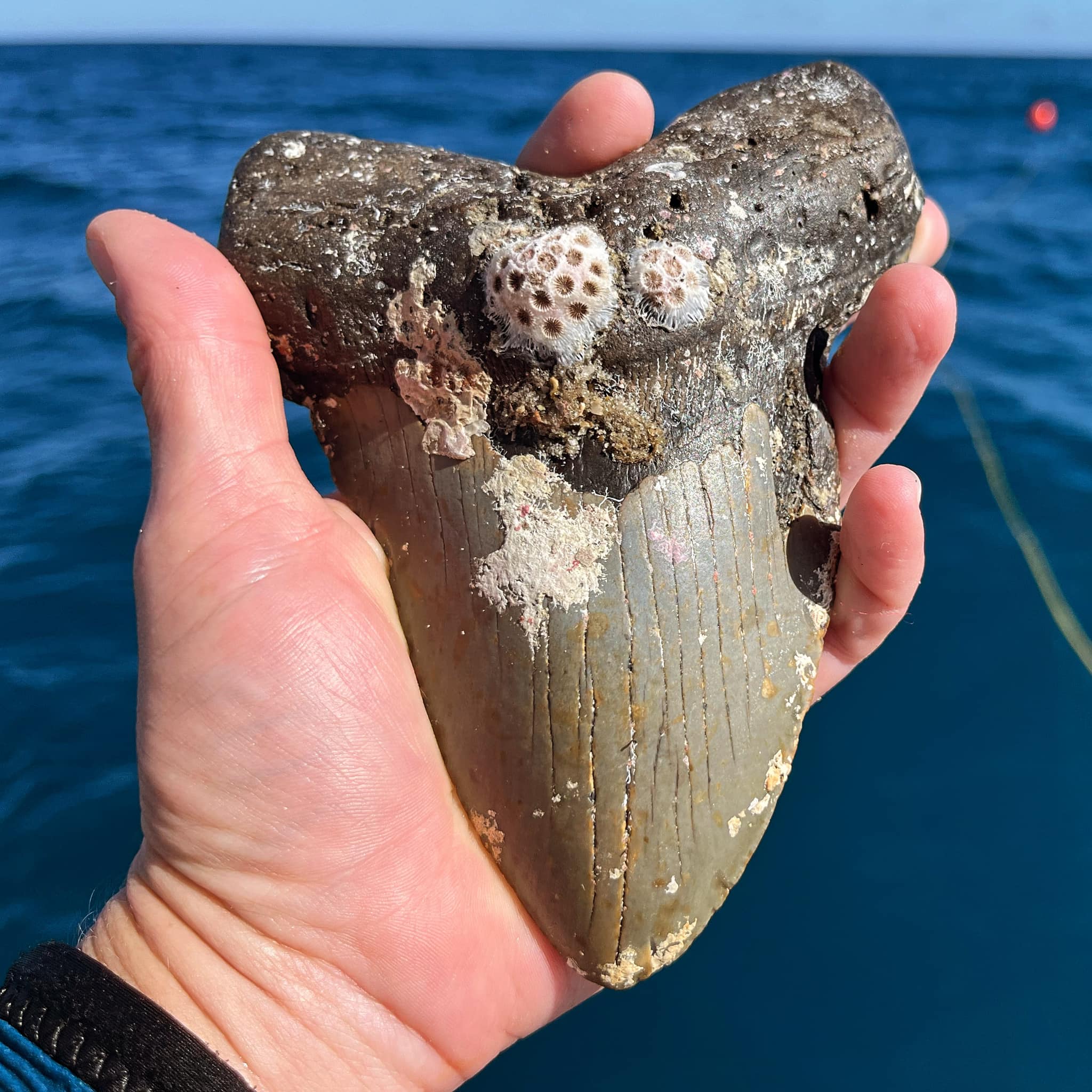 Megalodon Tooth Huntress Image