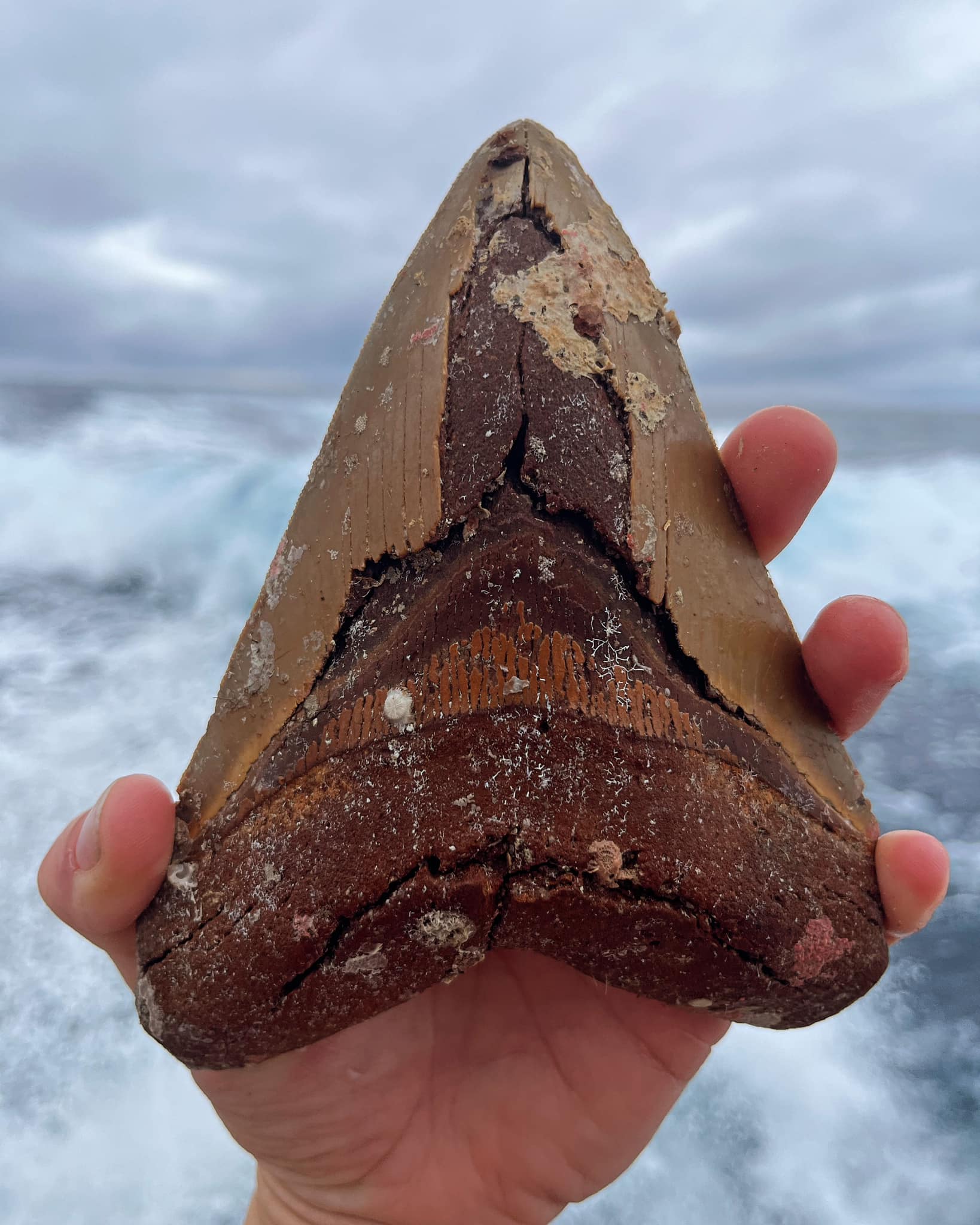 Megalodon Tooth Huntress Image