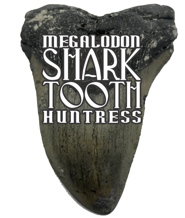 Megalodon Tooth Huntress Logo