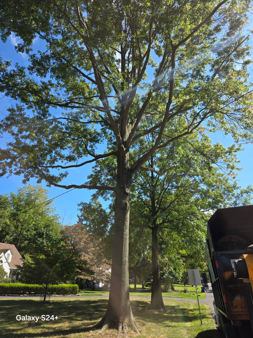 PA Triple A Tree Service - Bensalem, PA