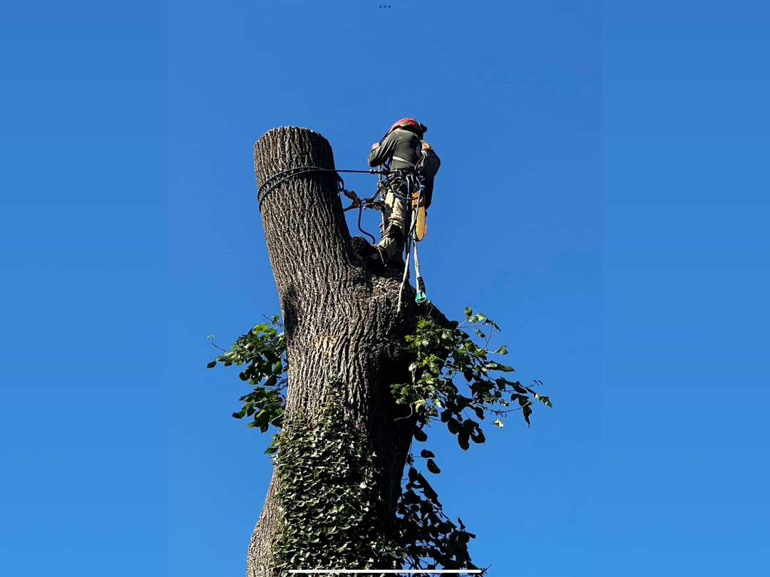 PA Triple A Tree Service - Bensalem, PA