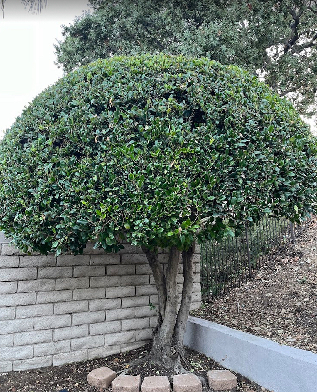 PA Triple A Tree Service - Bensalem, PA