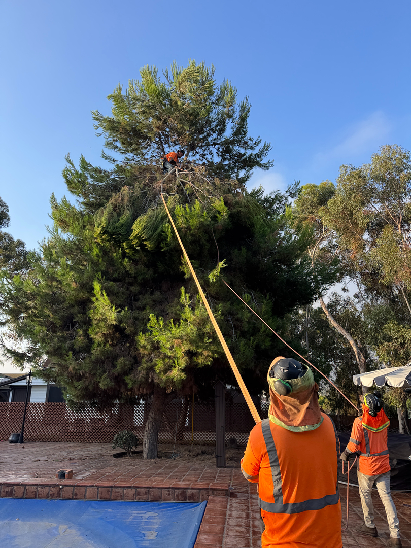 Higuera Tree Care Image