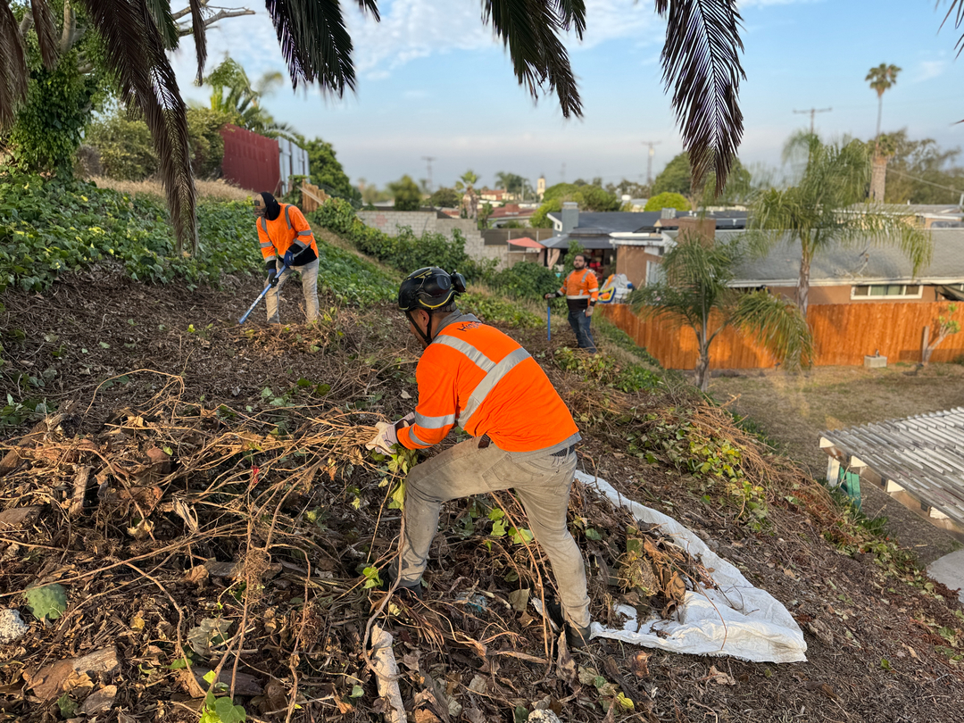 Higuera Tree Care Image