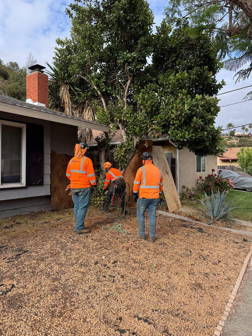 Higuera Tree Care - Chula Vista, CA