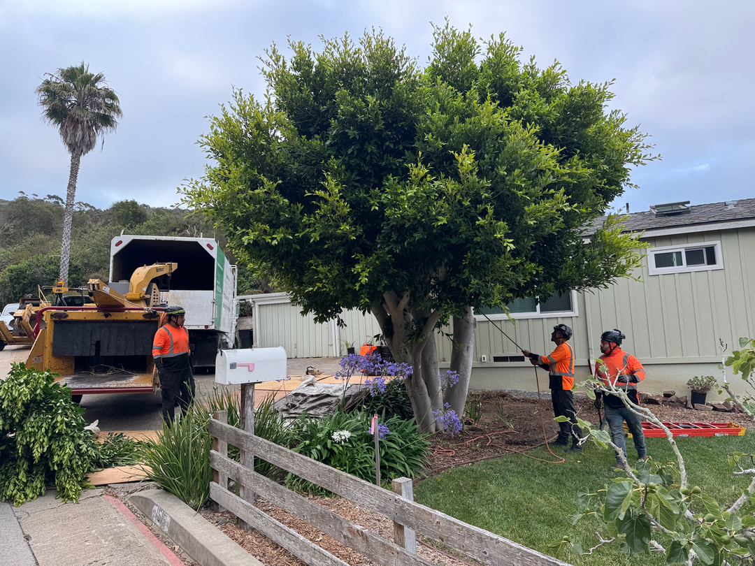 Higuera Tree Care - Chula Vista, CA