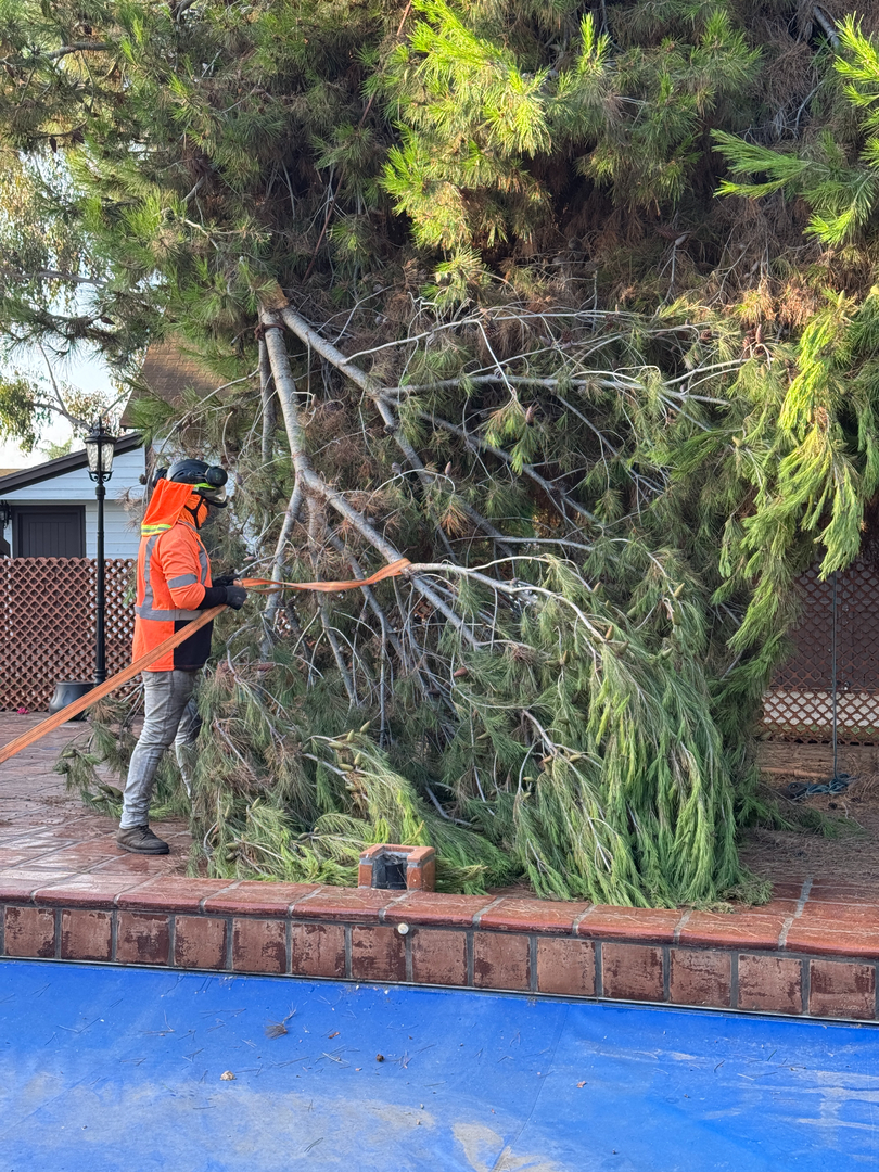 Higuera Tree Care - Chula Vista, CA