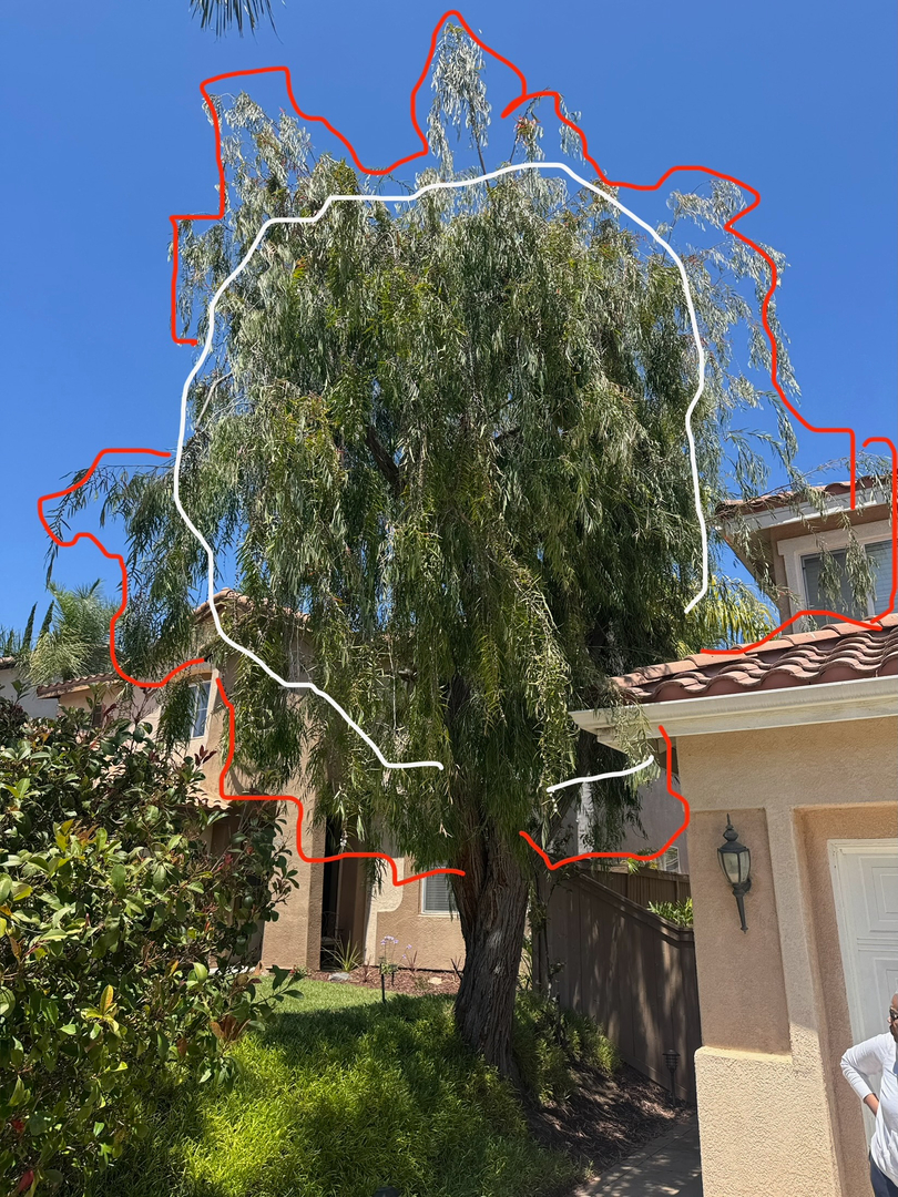 Higuera Tree Care Image