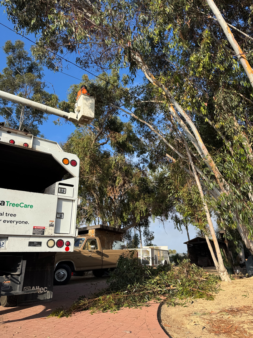 Higuera Tree Care - Chula Vista, CA