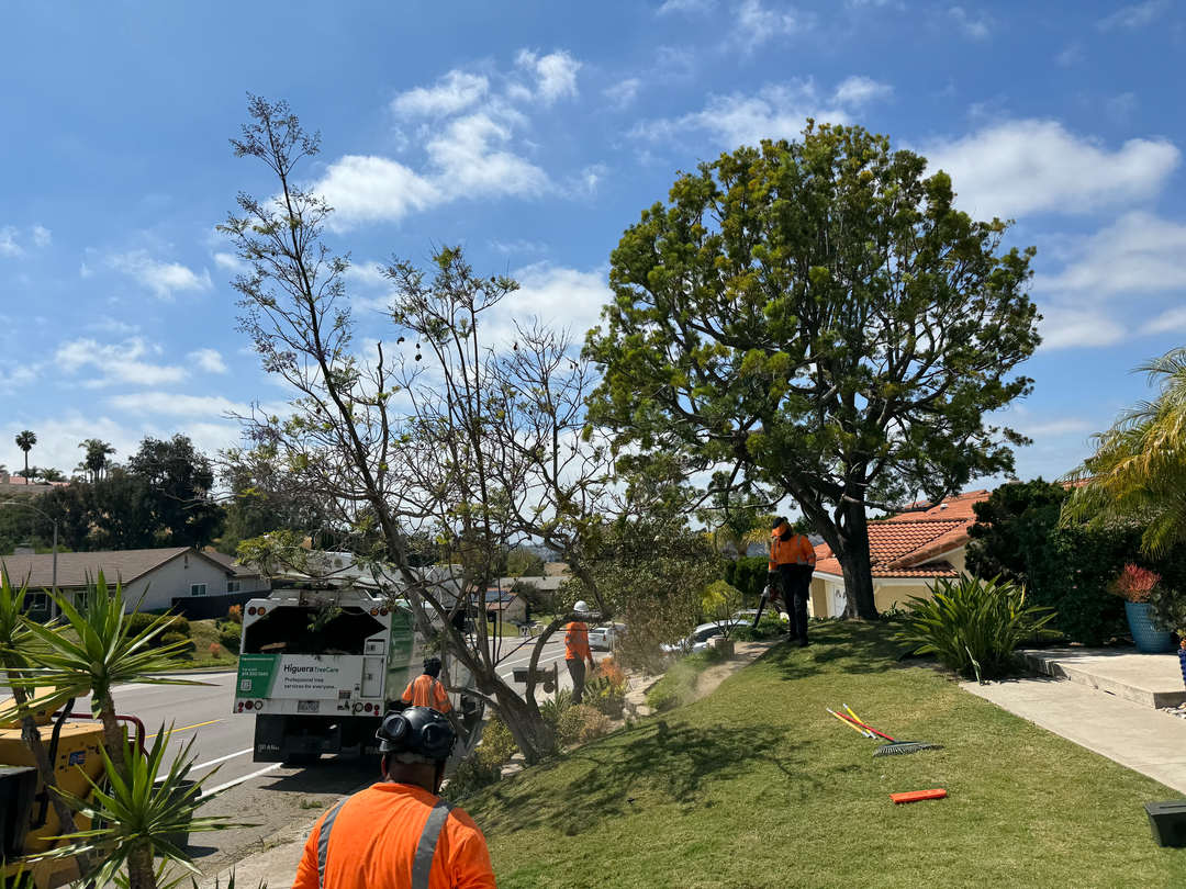 Higuera Tree Care - Chula Vista, CA
