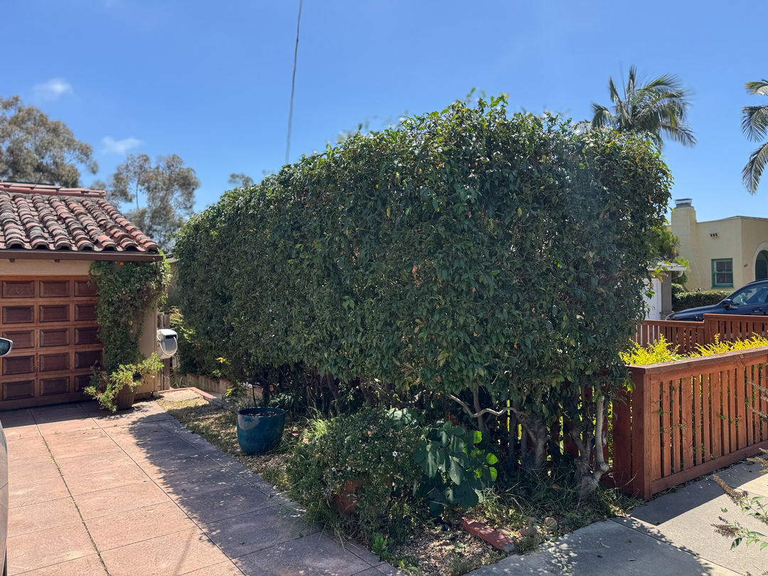 Higuera Tree Care Image