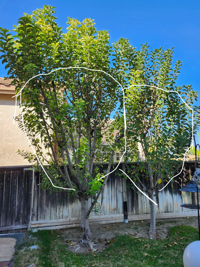 Higuera Tree Care - Chula Vista, CA
