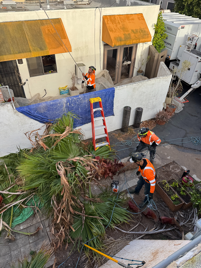 Higuera Tree Care Image